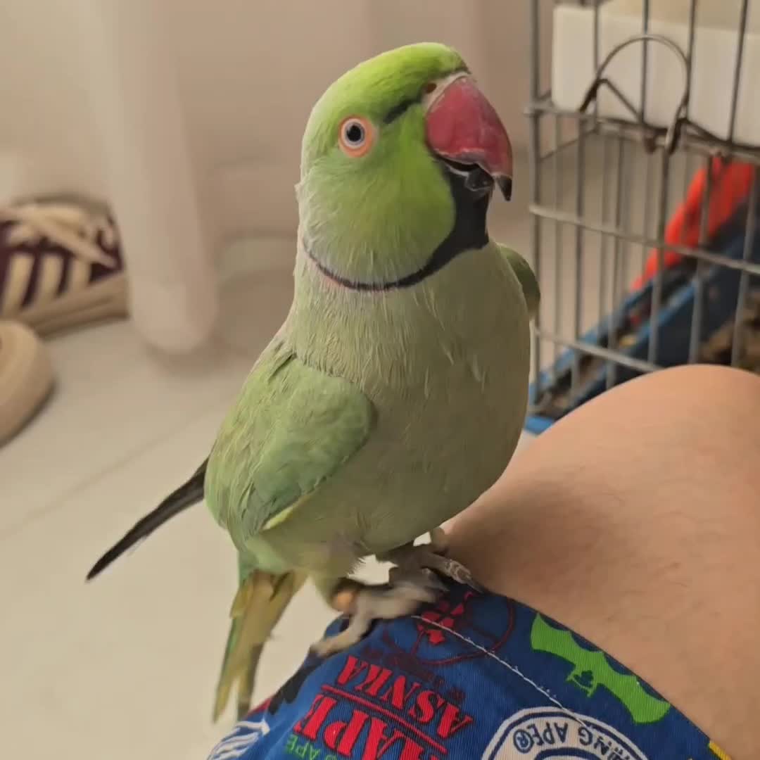 طوطی نر و ماده ملنگو نیمه رام و سخنگو (15 کلام)|پرنده|میبد, |دیوار