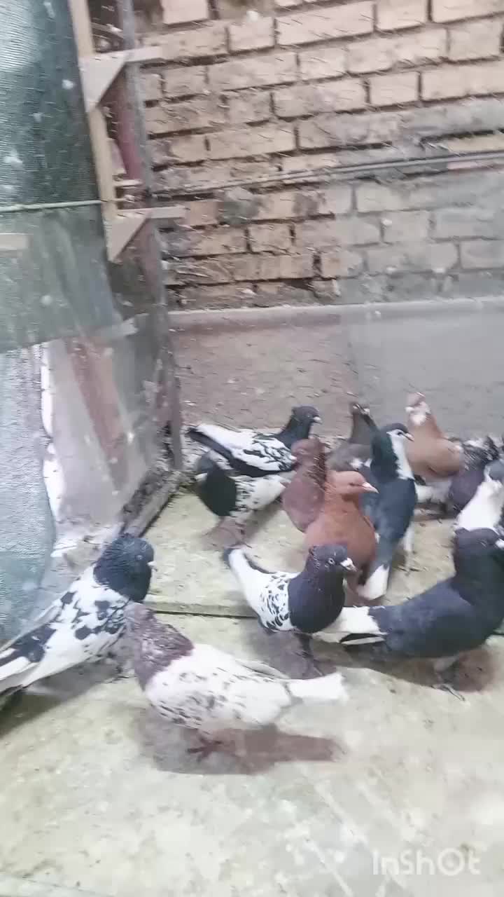 کبوتر سوراخ|پرنده|زرند, |دیوار