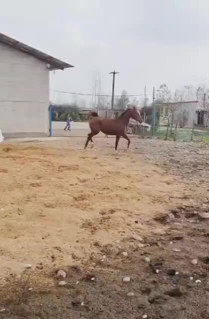 مادیان عرب پنج نشان|اسب و تجهیزات اسب‌سواری|سنگر, |دیوار