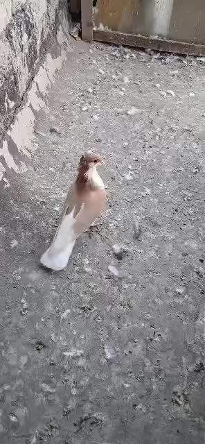 خوشرنگ زردکاکلی ماده|پرنده|لنجان, |دیوار