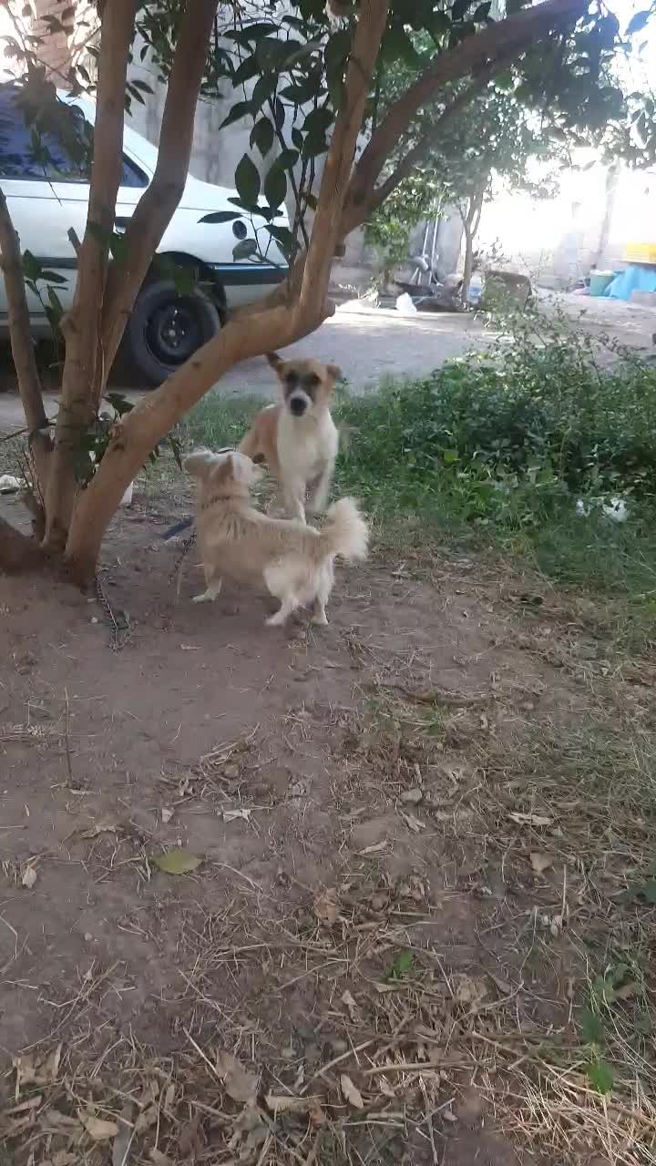 سگ اشپیتز پامر نر. ۲۵۰۰ ق|سگ|نرماشیر, |دیوار