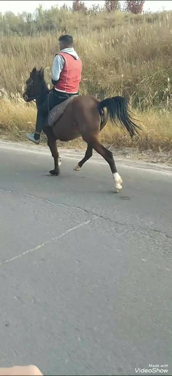 اسب‌ مادیان‌ تمام‌ یورقه|اسب و تجهیزات اسب‌سواری|زنجانرود, |دیوار