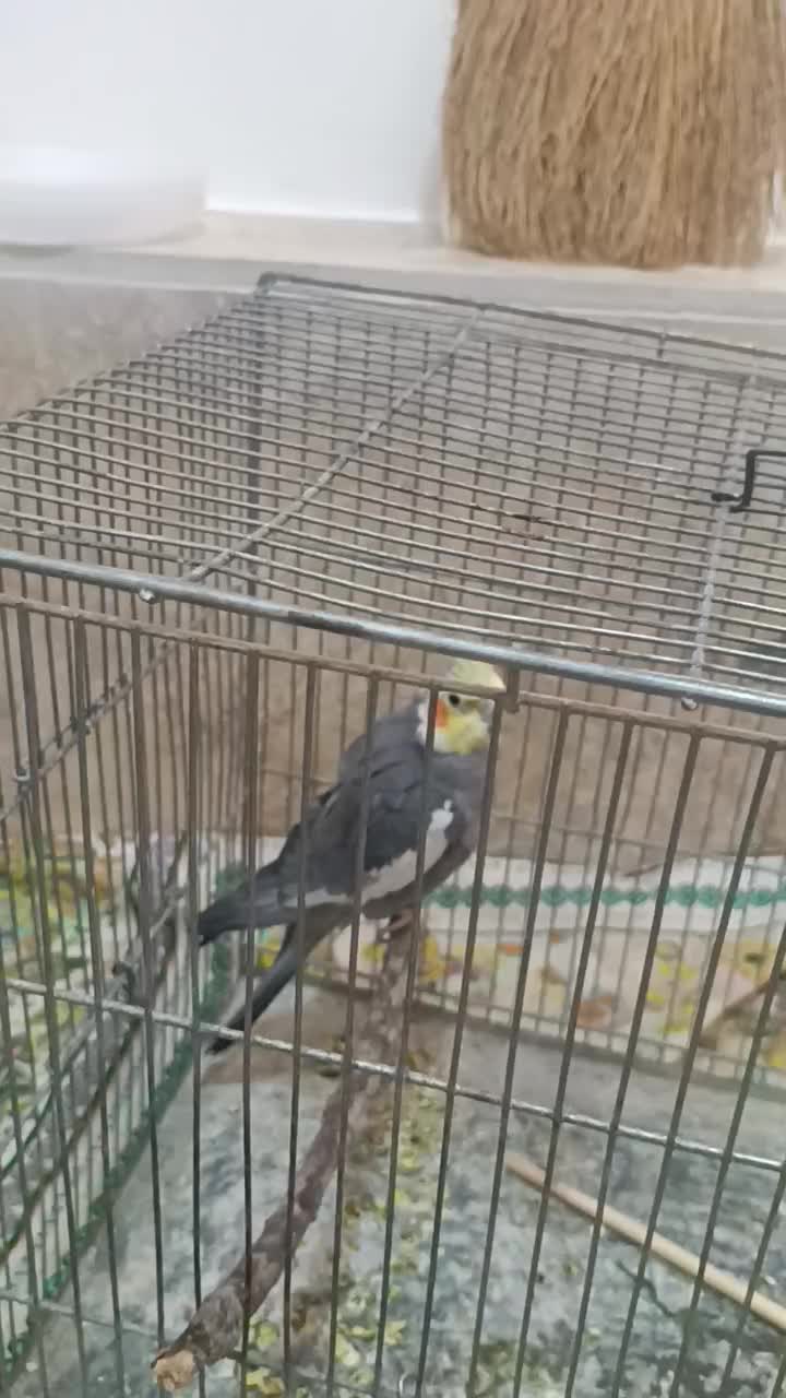 عروس هلندی نر|پرنده|دشتابی, |دیوار