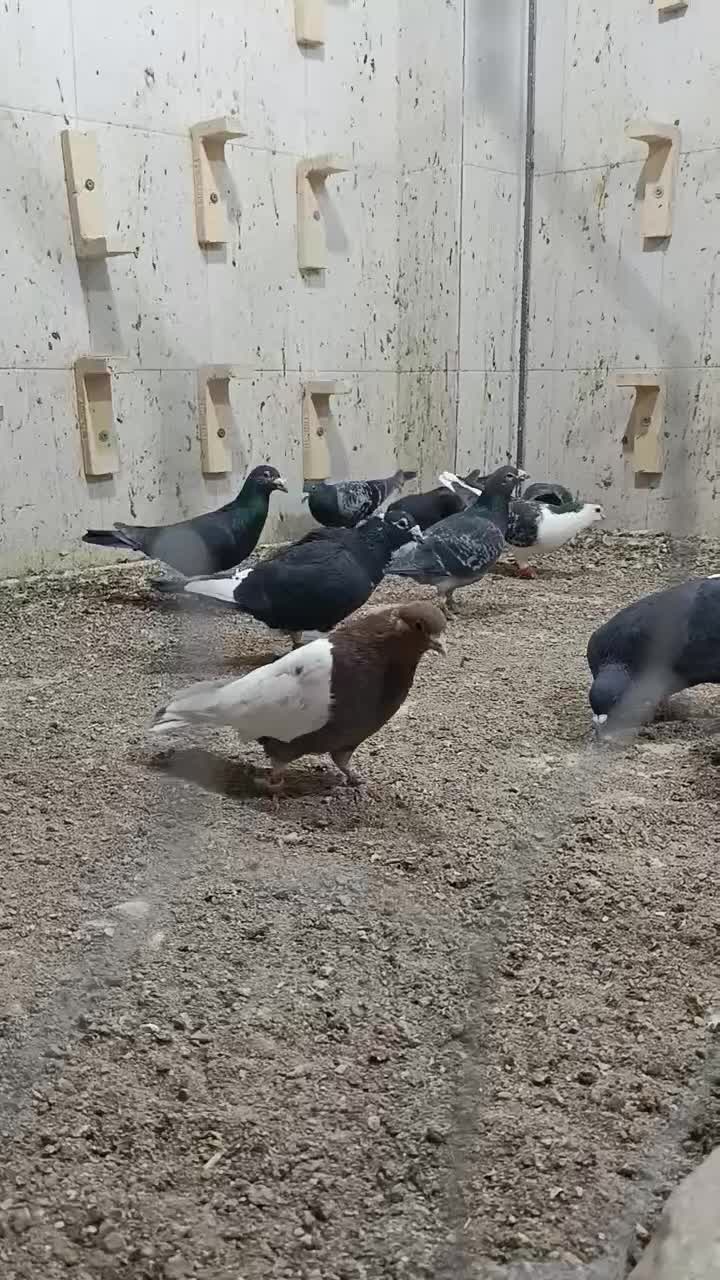 کفتر|پرنده|خاش, |دیوار