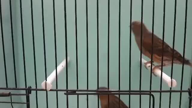 قناری سرخ سوخته|پرنده|رودهن, |دیوار