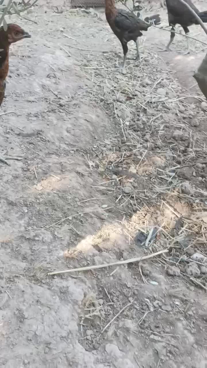 جوجه لاری افغان|حیوانات مزرعه|منجیل, |دیوار