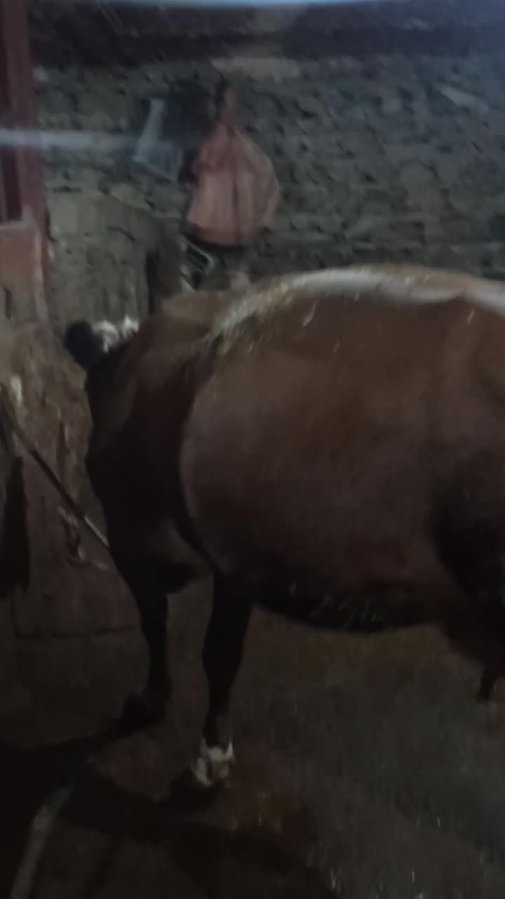 گاو وگوساله نر  گاو 3شکم 10کیلو شیر|حیوانات مزرعه|خاو و میرآباد, |دیوار