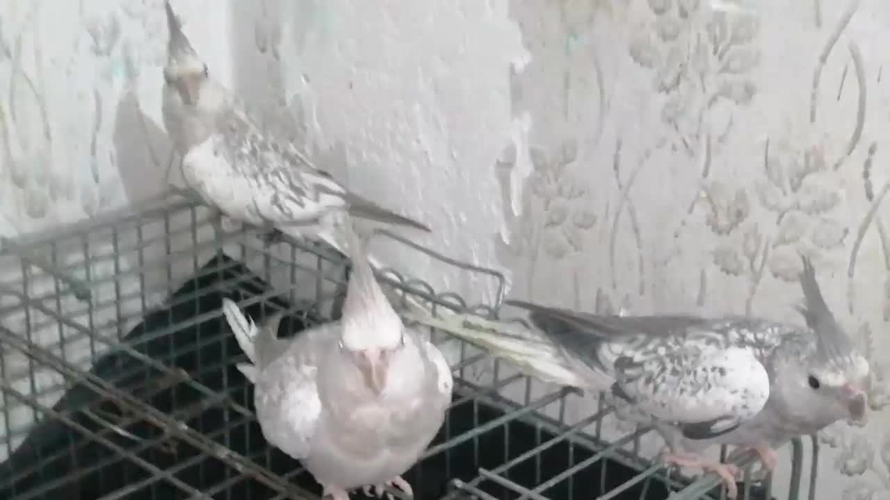 3 عدد عروس هلندی نژاد کم یاب ایزابلا|پرنده|اهواز, پردیس دو|دیوار