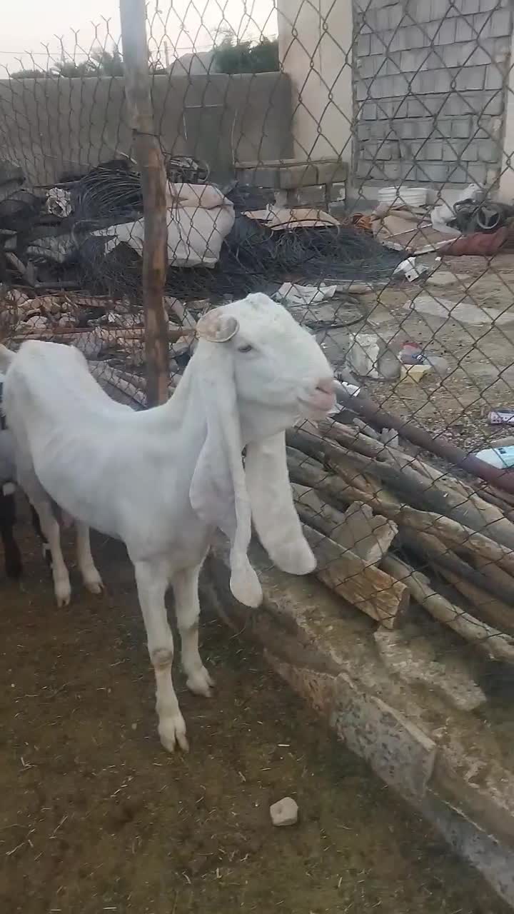 بز..کهره گلابی|حیوانات مزرعه|شیراز, کرونی(خاتونک)|دیوار