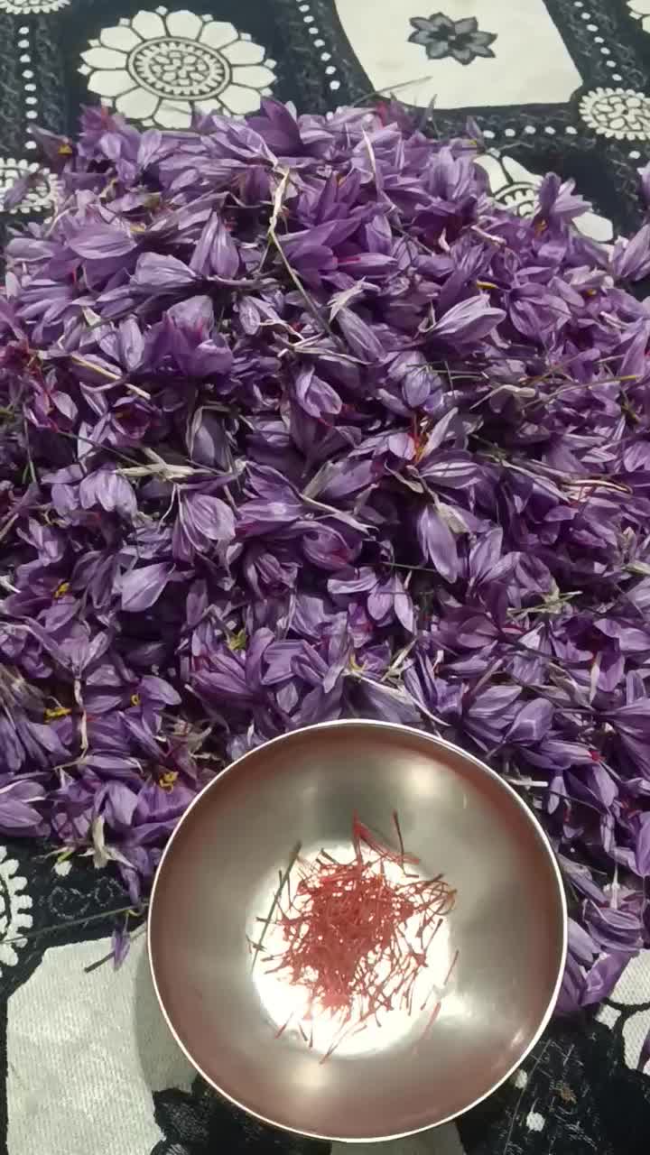 فروشه زعفران تازه واسه امسال|عمدهفروشی|خرمدره, |دیوار