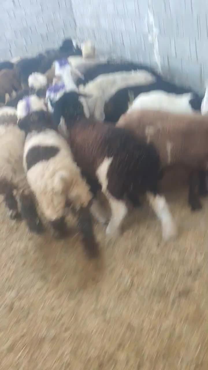 بره پای پروار|حیوانات مزرعه|وحدتیه, |دیوار