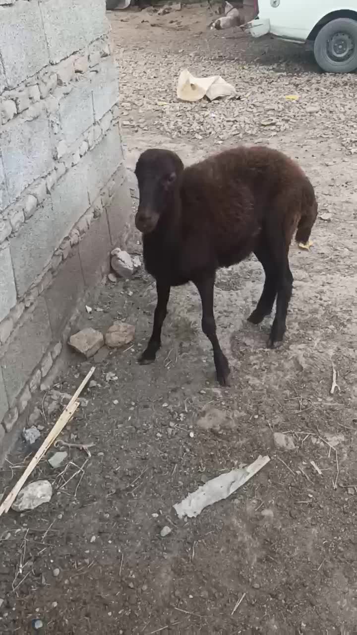 توقلی ماده عروسک|حیوانات مزرعه|سنگدوین, |دیوار