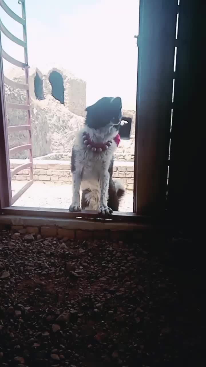 سگ قدرجونی|سگ|تفت, |دیوار