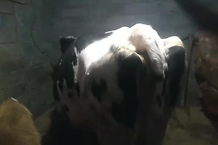 گاوهولندیشیری|حیوانات مزرعه|تالش, جوکندان|دیوار