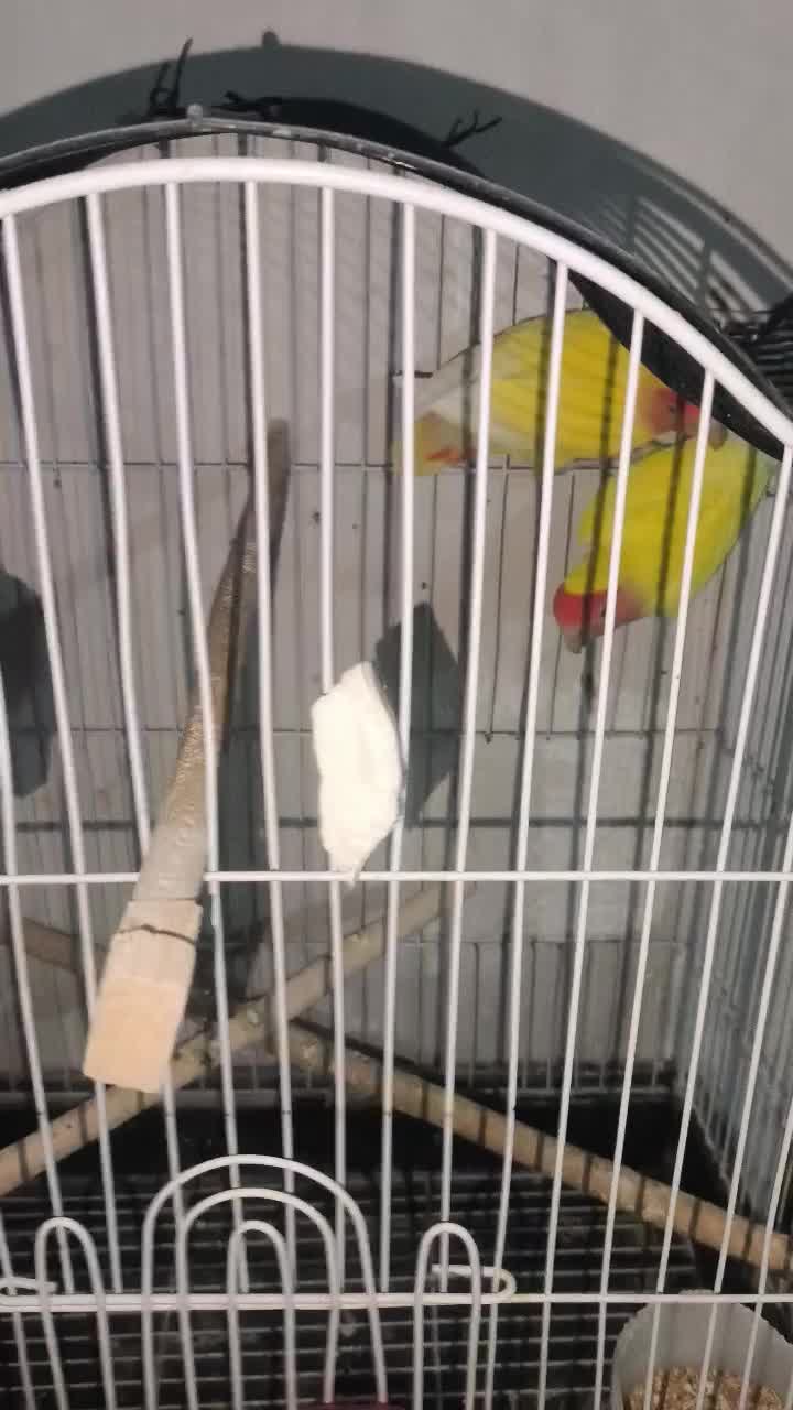 طوطی برزیلی|پرنده|لاران, |دیوار