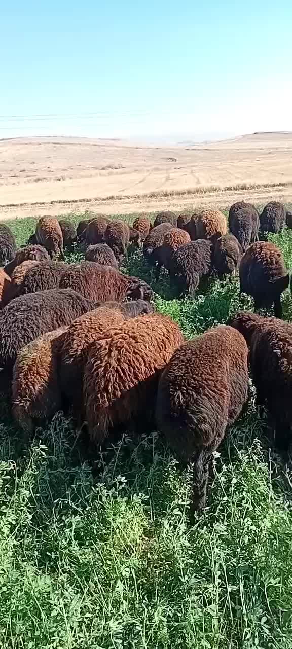 فروش یونجه با کاشت یک بار ۱۲ سال برداشت|گل و گیاه طبیعی|هریس, |دیوار