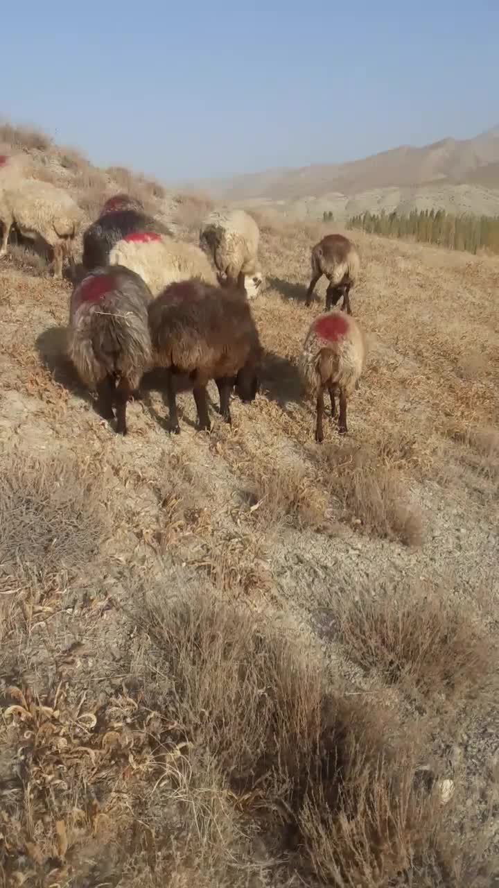 18راس گوسفند|حیوانات مزرعه|قوچان, |دیوار