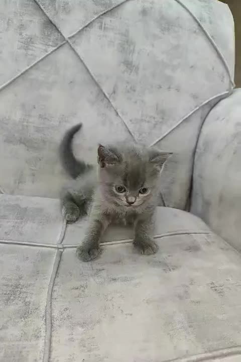 اسکاتیش آنفولد|گربه|اسلامشهر, شهرک واوان|دیوار