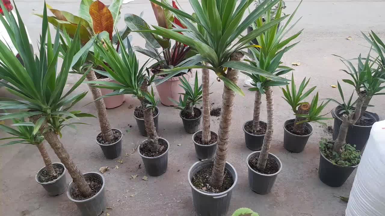 حراج واقعی گلهای تنه دار فقط یوکا در سایزهای متنوع|گل و گیاه طبیعی|مشهد, هدایت|دیوار