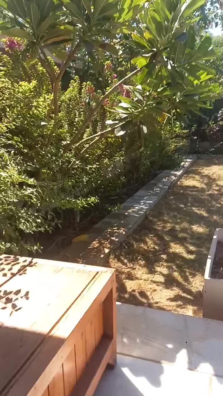 بریدن انواع درخت ودرختان مزاحم وهرس درخت وباغبانی|خدمات باغبانی و درختکاری|اهواز, پادادشهر|دیوار