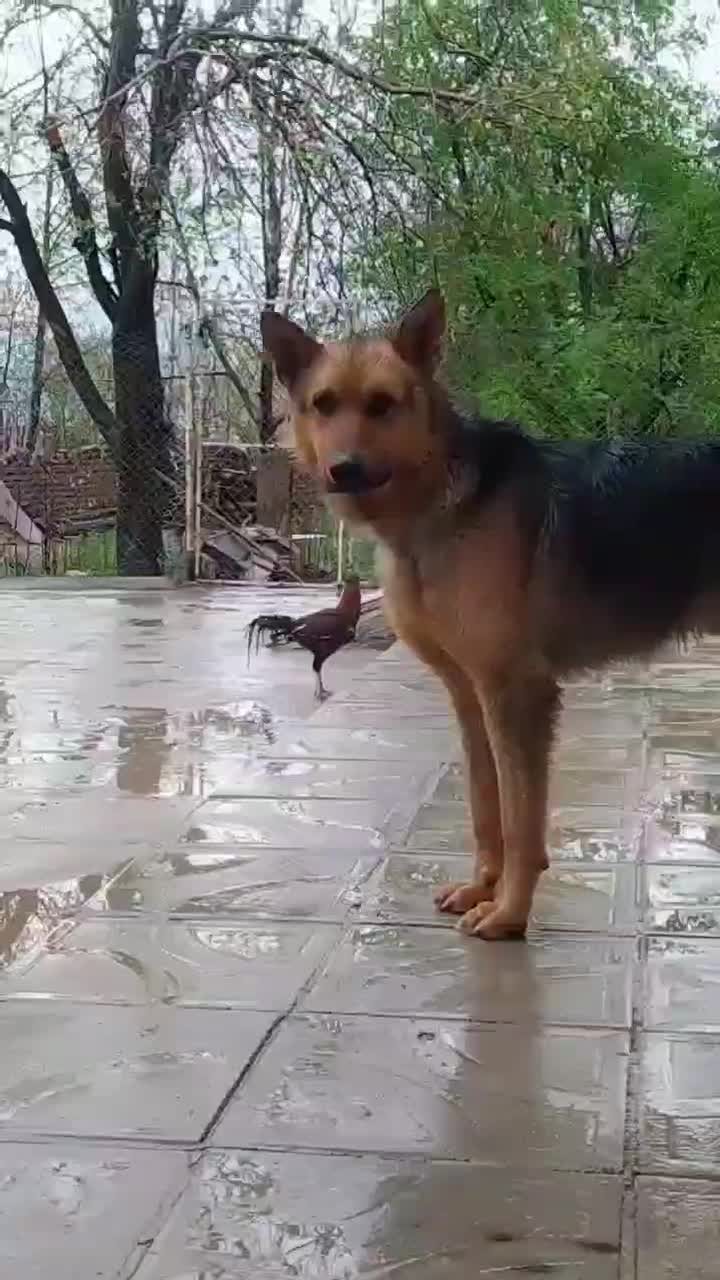 سگ قشنگ|سگ|دورود, |دیوار