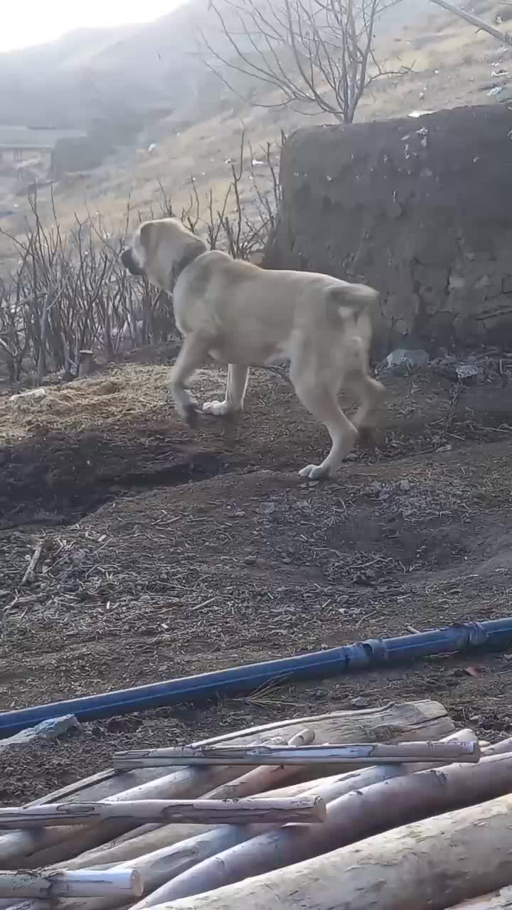 ماده سرابی|سگ|قره پشتلو, |دیوار