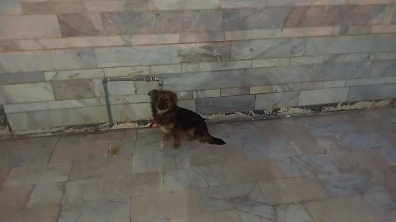 سگ سگ|سگ|شیراز, حومه شیراز|دیوار