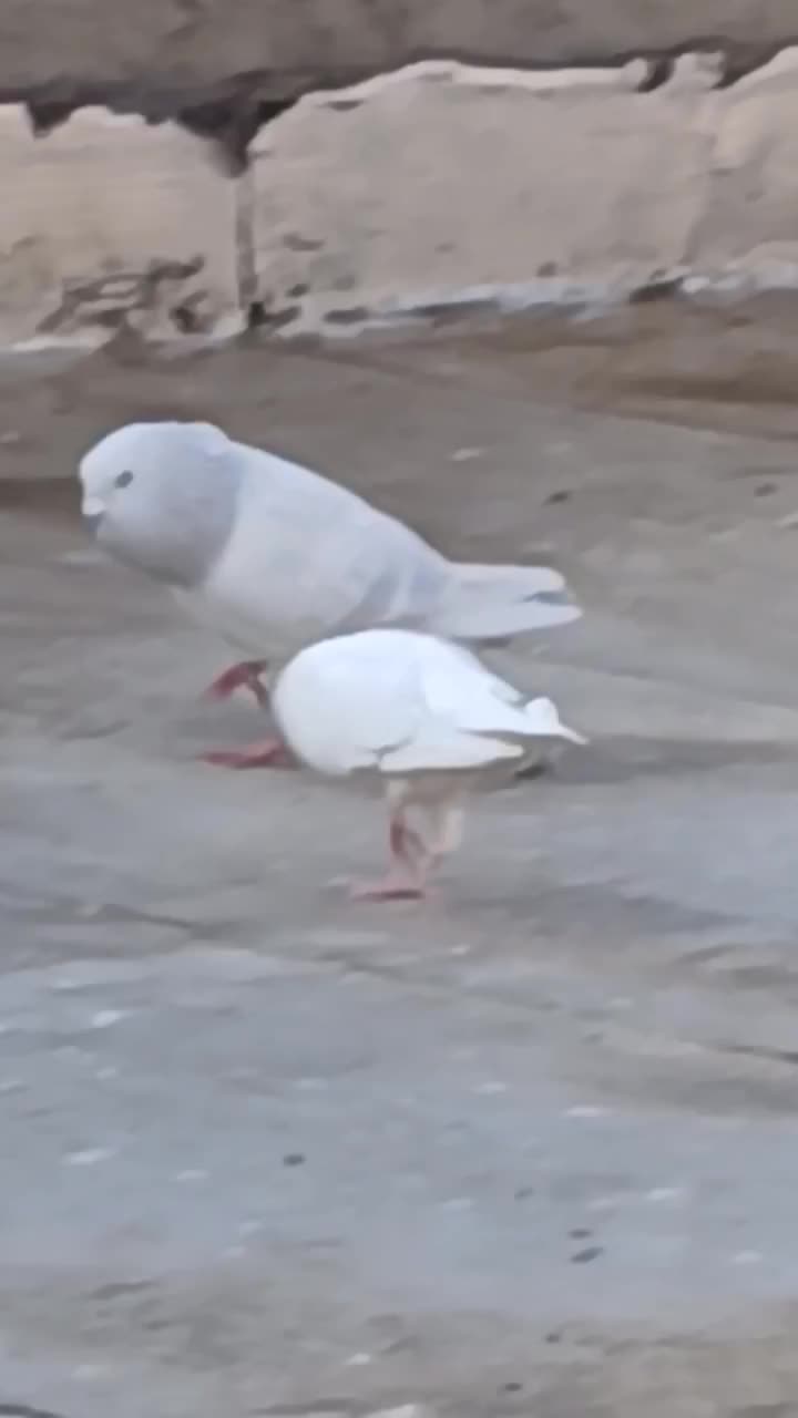 کبوتر شامی|پرنده|قزوین, |دیوار