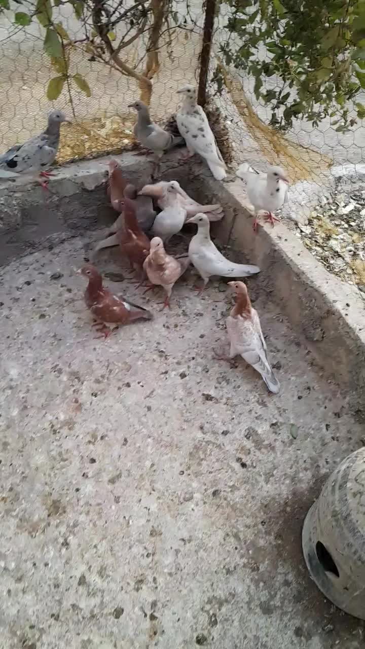 جوجه نامبروطوقی|پرنده|همدان, |دیوار