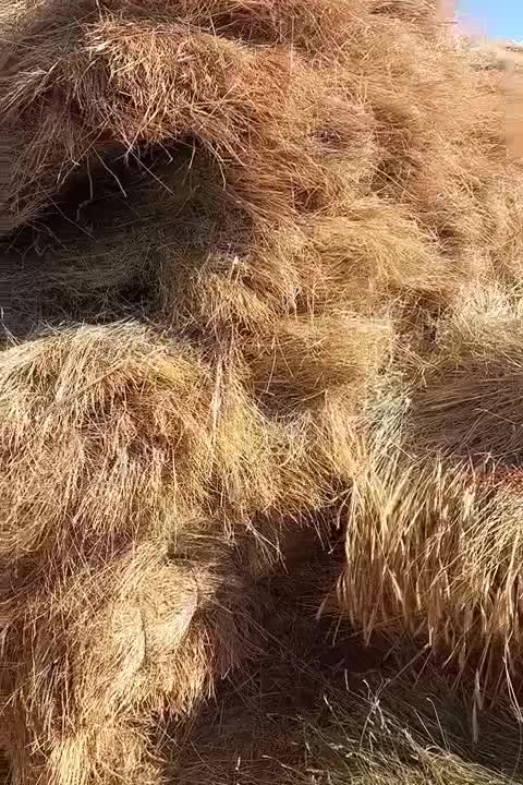 یونجه جو علف|حیوانات مزرعه|سجاس رود, |دیوار