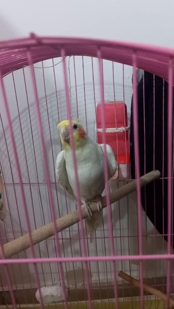 فروش عروس هلندی|پرنده|گنبد کاووس, |دیوار