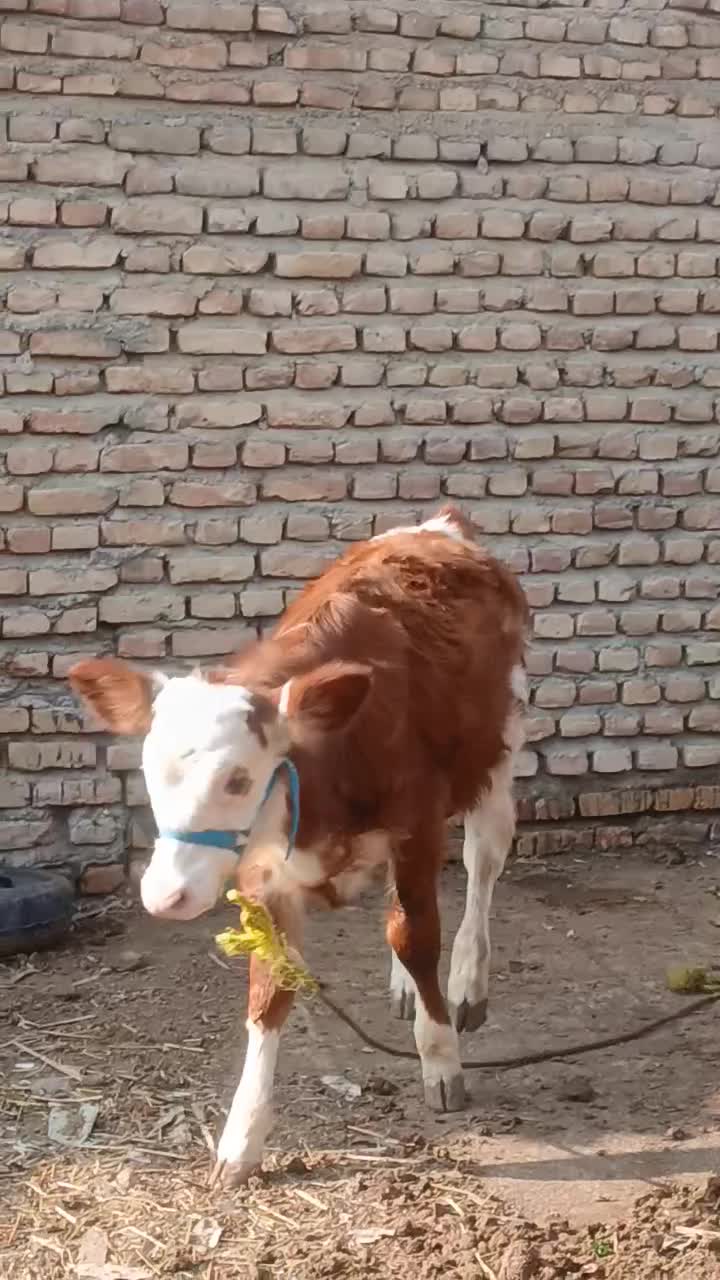 گاو|حیوانات مزرعه|آق قلا, |دیوار