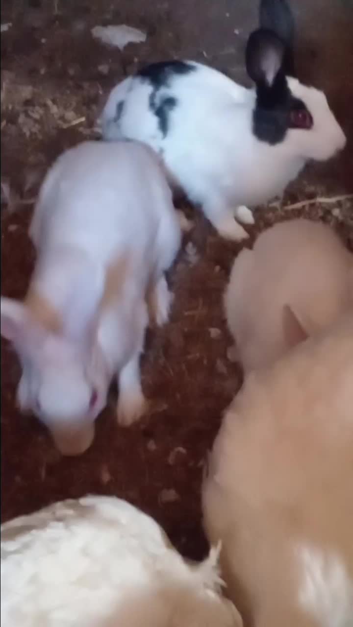 خرگوش|موش و خرگوش|بانه, |دیوار