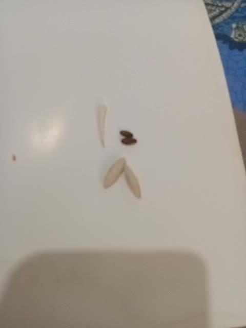 مهره|جواهرات|یاسوج, |دیوار