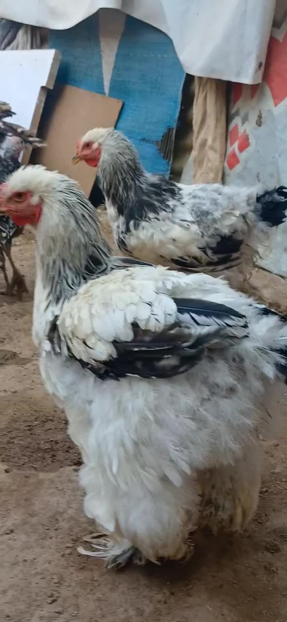 مرغ خروس برهما ماوضه با کفتر|حیوانات مزرعه|پاکدشت, پاکدشت (مامازند)|دیوار