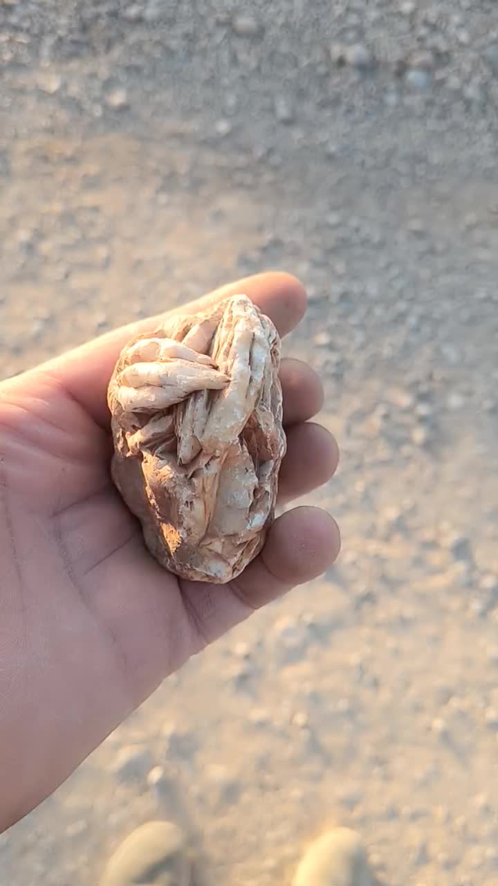 سنگ فسیل|کلکسیون اشیاء عتیقه|شهرضا, |دیوار