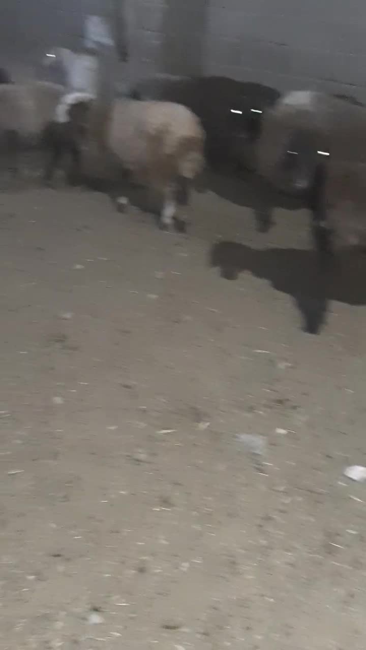 گوسفند.بره راسی ۹۸۰۰.افشار وشال|حیوانات مزرعه|صفادشت, |دیوار