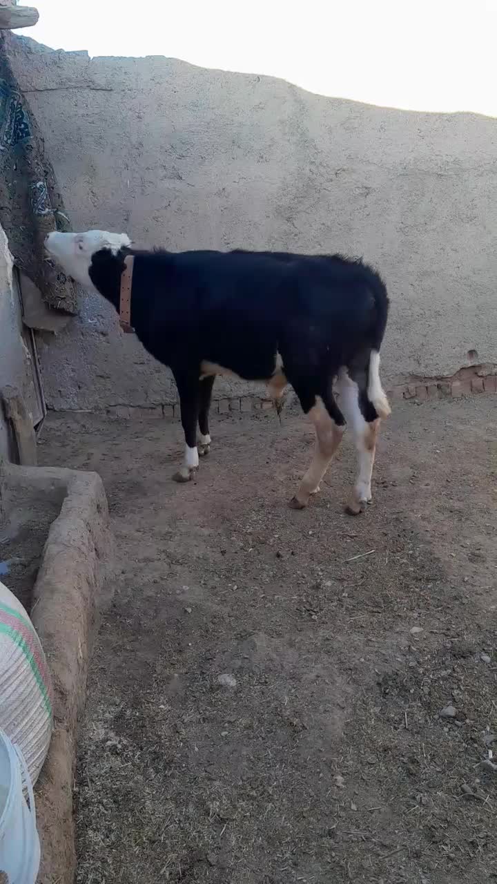 گوساله نر|حیوانات مزرعه|اسفرورین, |دیوار