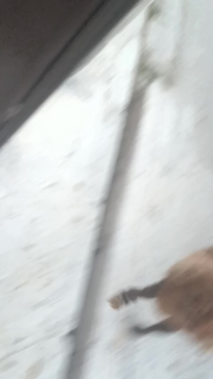 گوسفند جوان آبستن|حیوانات مزرعه|قزوین, |دیوار