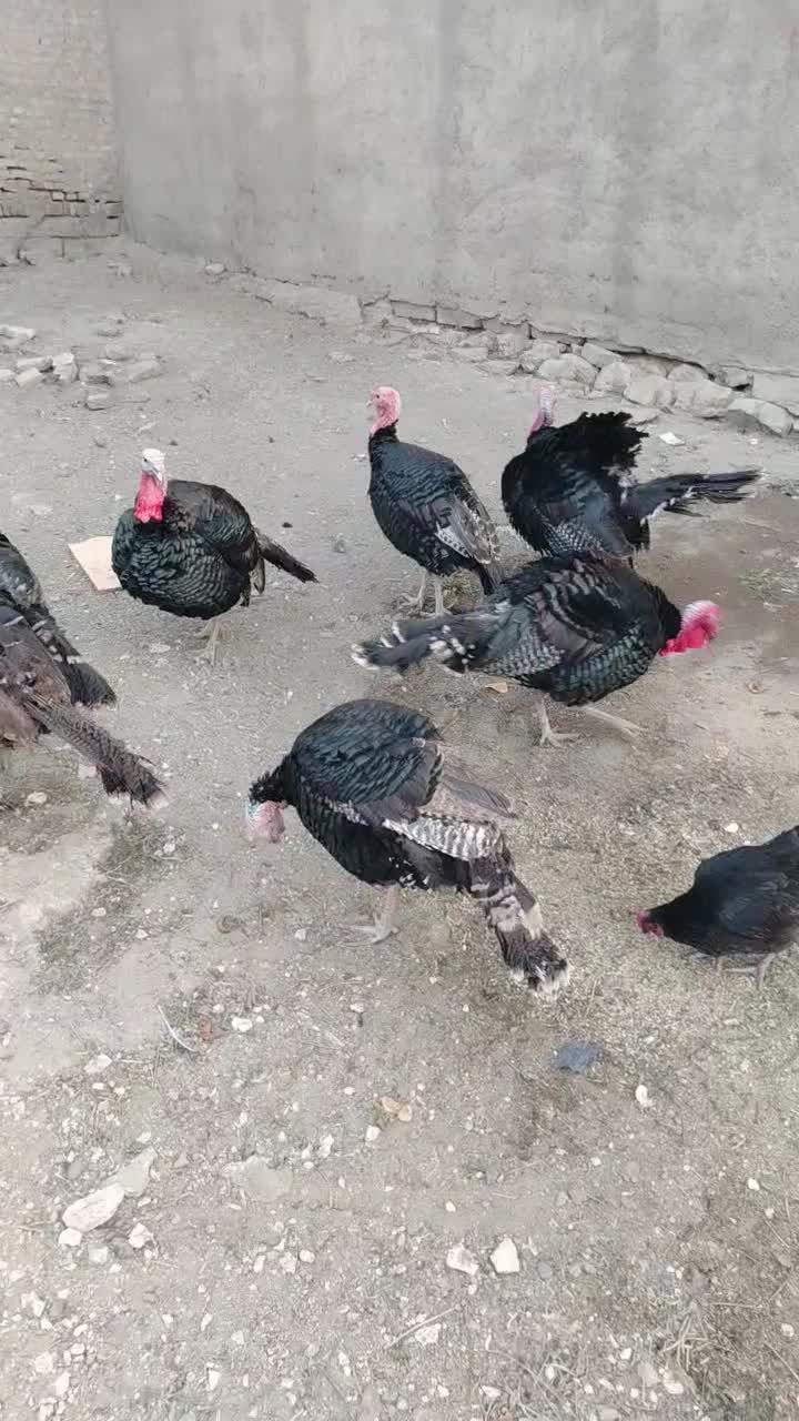 بوقلمون نر محلی|حیوانات مزرعه|بوکان, |دیوار