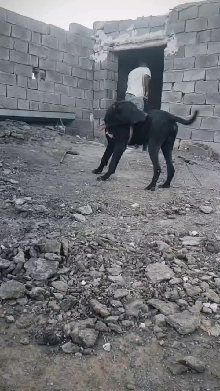 توله ده ماه|سگ|تربت جام, جلگه موسی آباد|دیوار