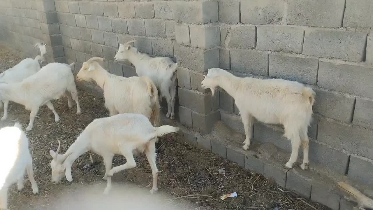 بز سانن اصل|حیوانات مزرعه|بافت, |دیوار