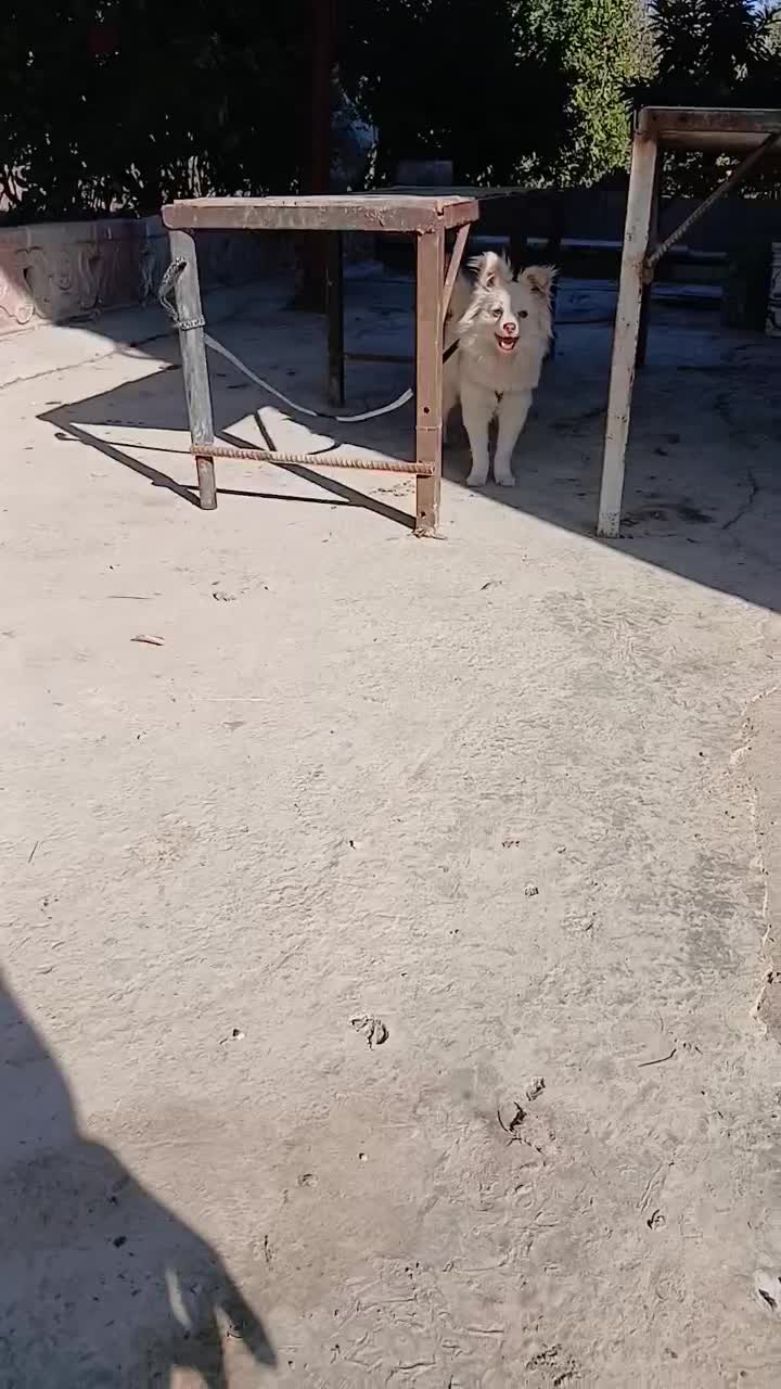 پامر اشپیتز|سگ|گرگان, |دیوار