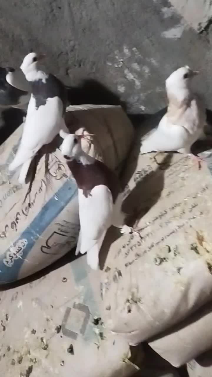 کبوتر کفتر طوقی|پرنده|خواف, |دیوار