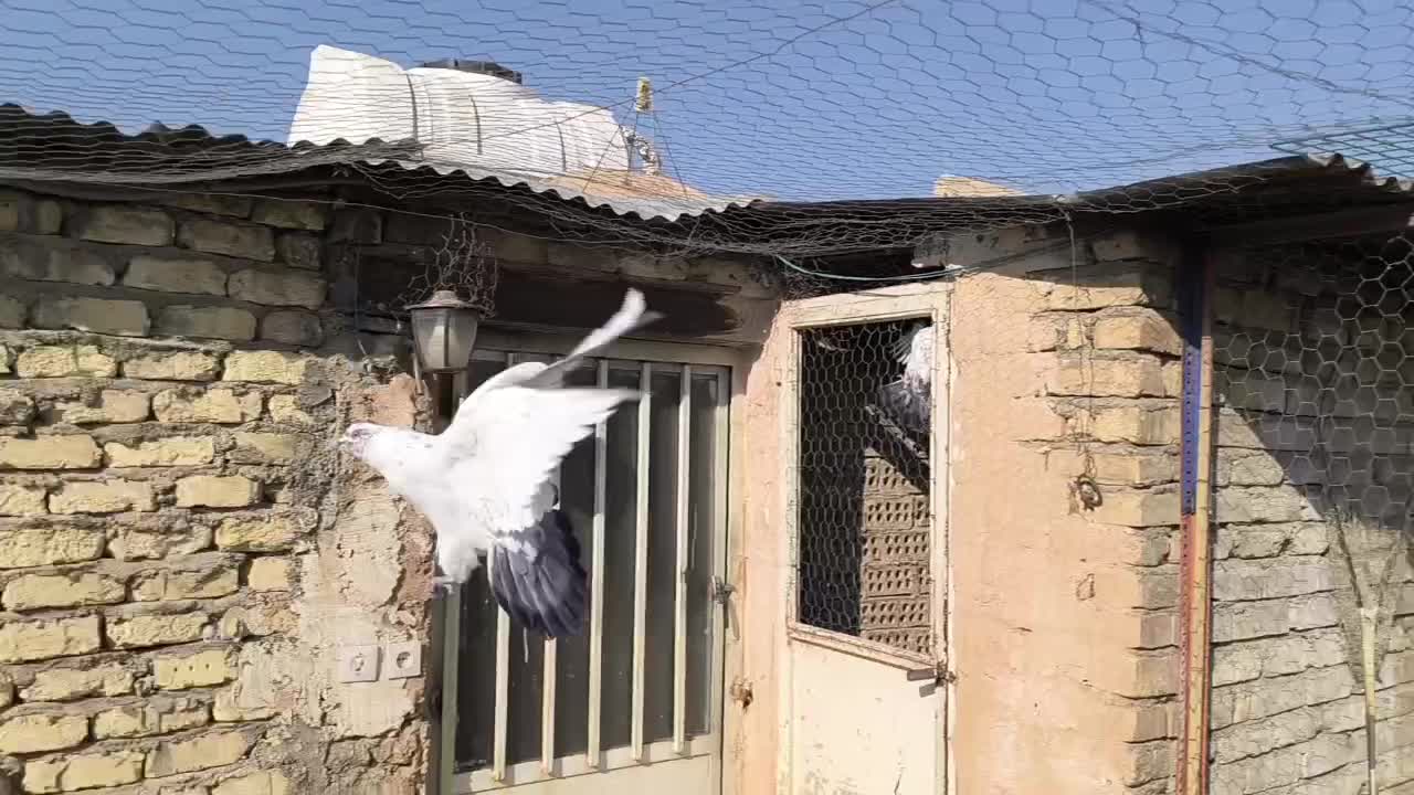 کله دم سبز|پرنده|اصفهان, پوریای ولی|دیوار