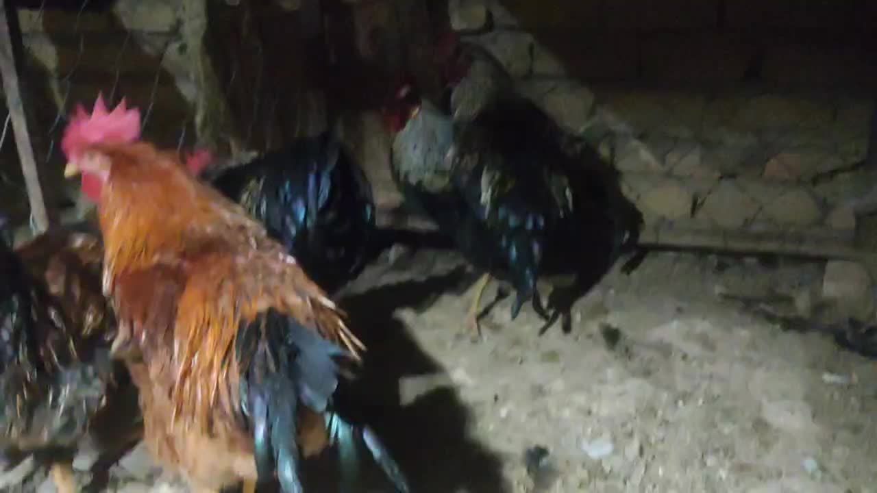 خروس درجه ۱|حیوانات مزرعه|هشتگرد, شهرک وحدت|دیوار