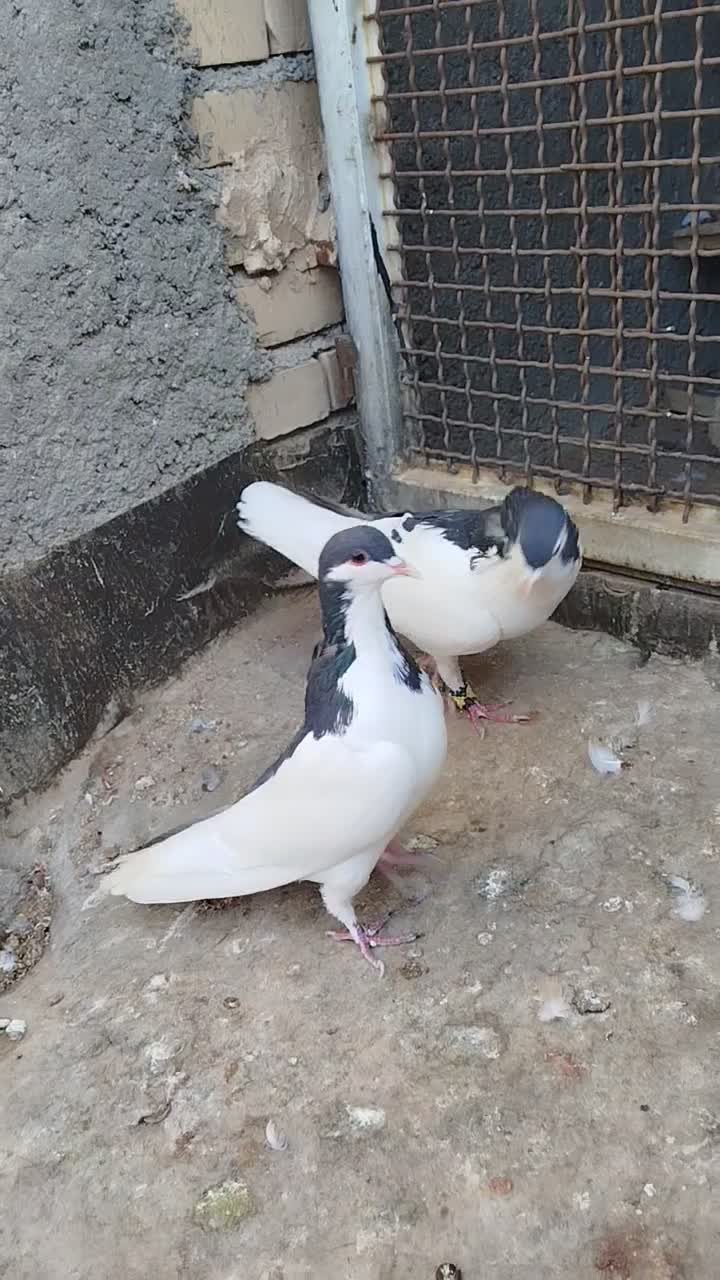 یک جفت چپ سیاه نروماده بدون عیب|پرنده|رادکان, |دیوار