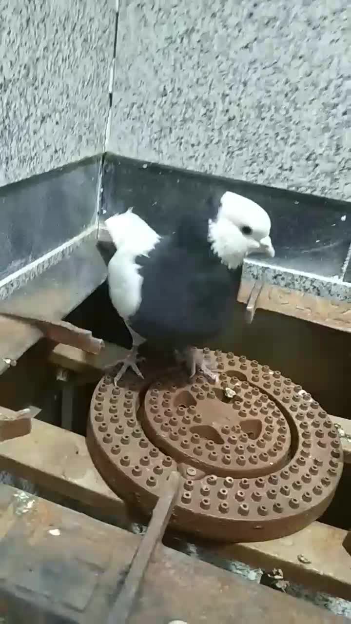 کفتر|پرنده|نیشابور, شهرک اندیشه|دیوار