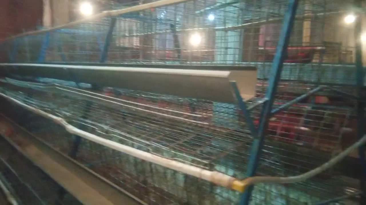 قفس مرغ تخم گذار|لوازم جانبی حیوانات|داراب, |دیوار