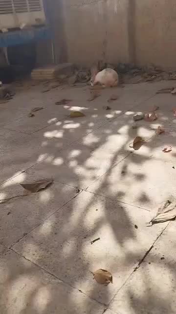 خرگوش|موش و خرگوش|شهریار, شهریار|دیوار